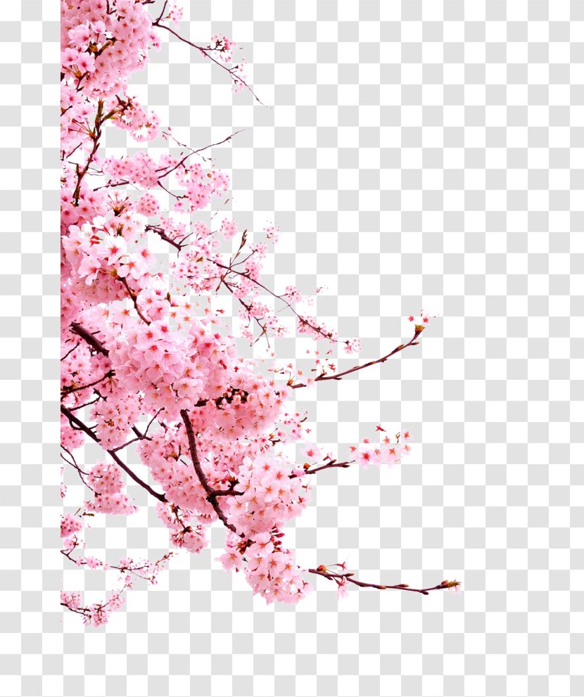 Cherry Blossom Cerasus - Plum - Blossoms Transparent PNG