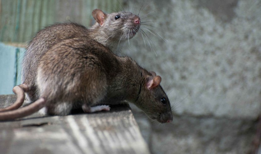 Brown Rat Rats In New York City Black Rodent - Fauna - & Mouse Transparent PNG