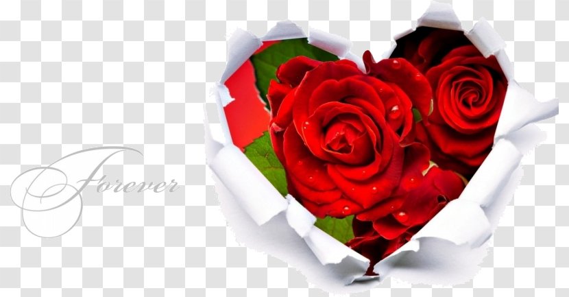 Heart Rose Love Valentine's Day Romance - Cut Flowers Transparent PNG