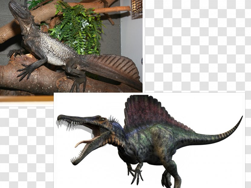 Spinosaurus Tyrannosaurus Giganotosaurus Carcharodontosaurus Carnivores: Dinosaur Hunter - Carnivore Transparent PNG