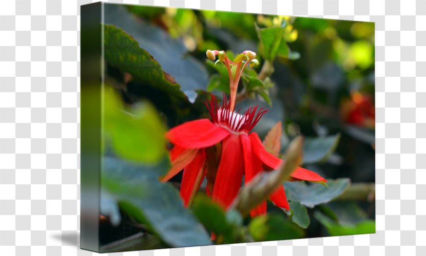 Honeysuckle Flora Wildflower Petal - Flowering Plant - Exotic Flyer Transparent PNG