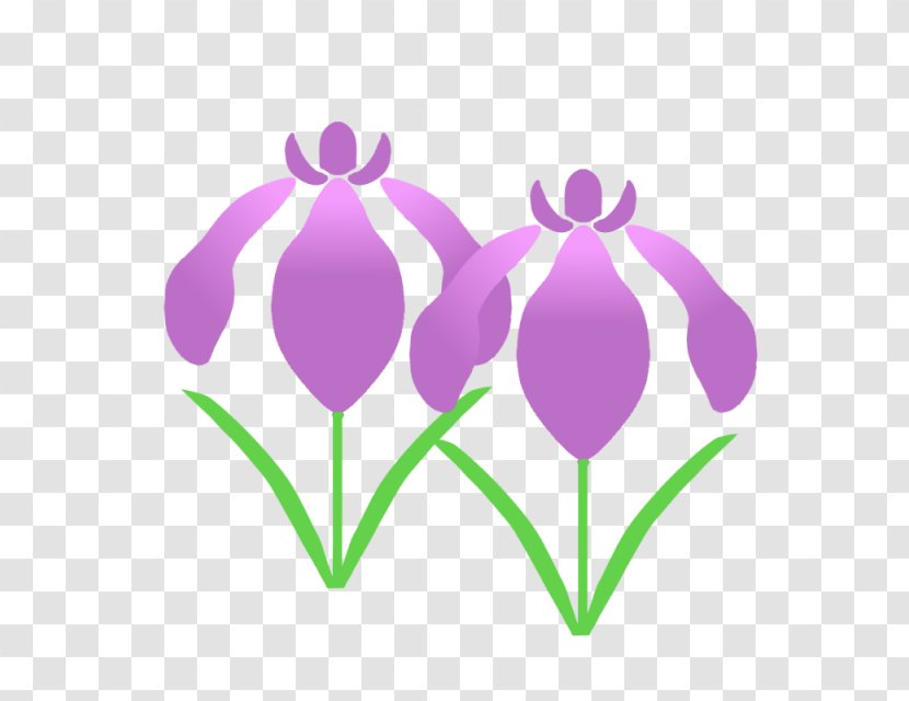 Consolida Ajacis Sweet Flag Vegetable Fruit Gardening - Tulip Transparent PNG