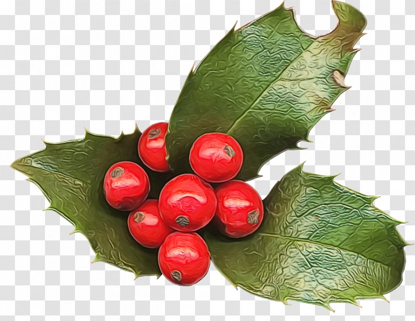 Holly - Flower - Tree Guarana Transparent PNG