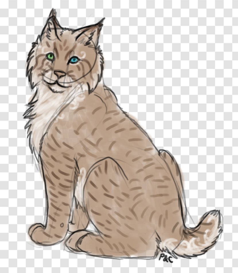 Whiskers Kitten Tabby Cat Domestic Short-haired Wildcat - Short Haired Transparent PNG