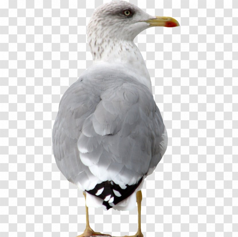 European Herring Gull Great Black-backed Bird Clip Art - Blackbacked Transparent PNG
