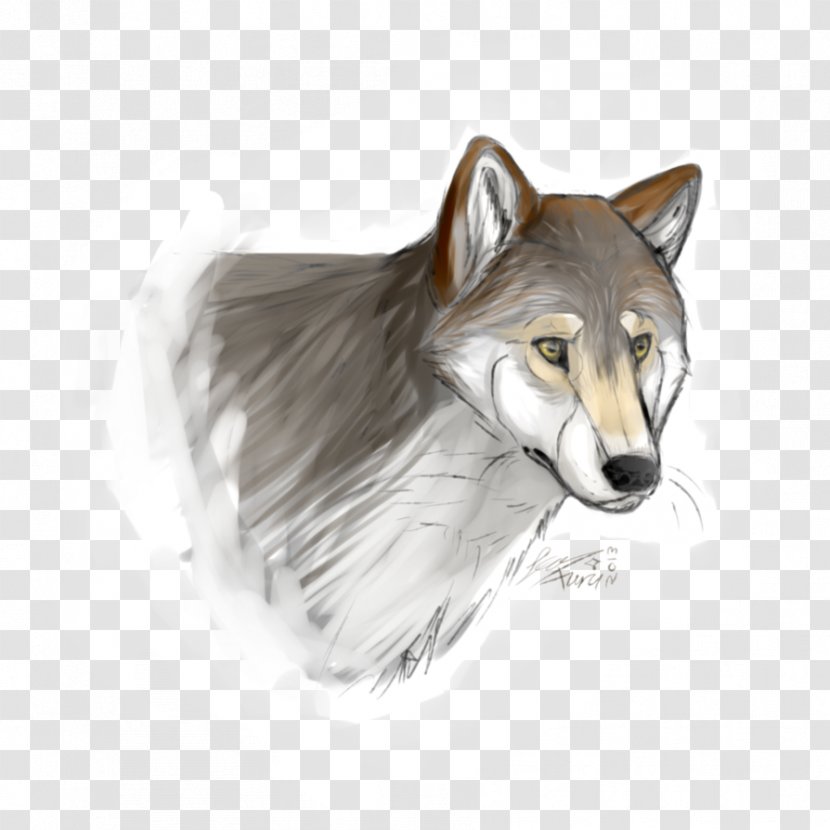 Gray Wolf Coyote Drawing Red Snout - Mugshot Transparent PNG