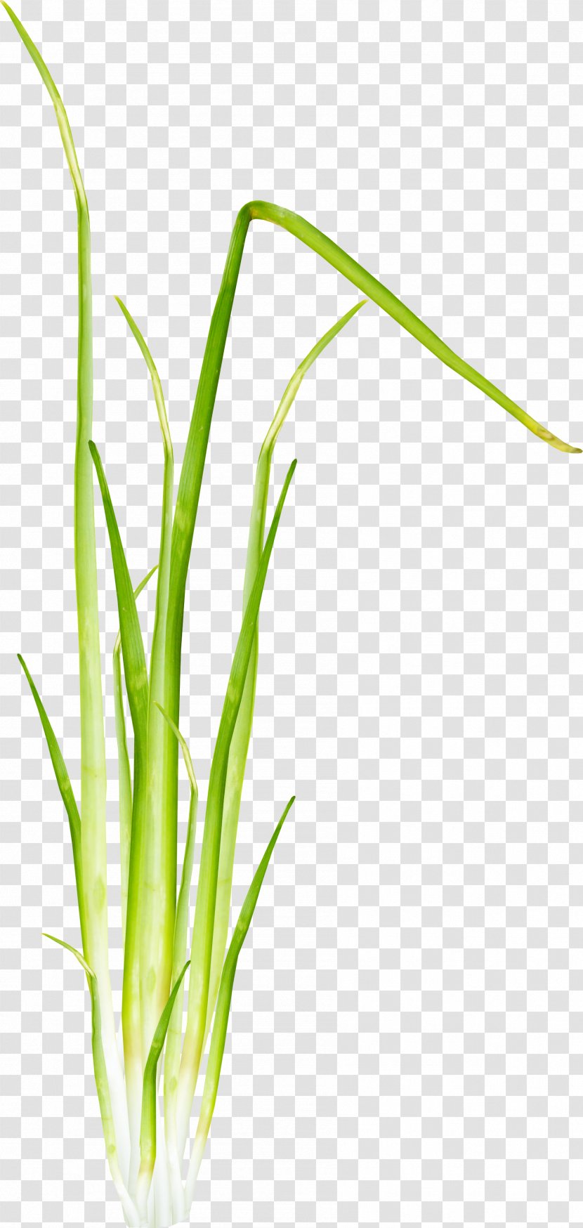 Herbaceous Plant 2403 (عدد) Allium Fistulosum Clip Art - Barley Grass Transparent PNG