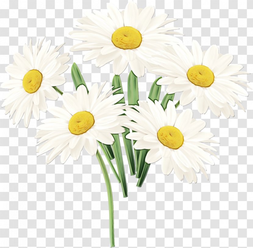 Watercolor Floral Background - Chamomile - Sunflower Gerbera Transparent PNG