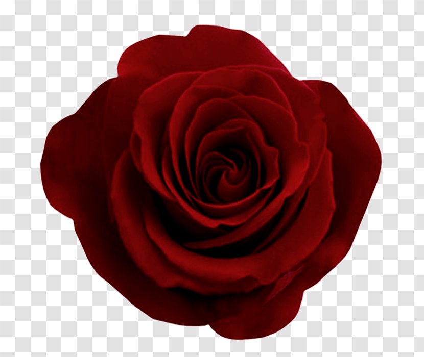 Rose Flower Ornament Motif - Garden Roses - Red Image, Free Picture Download Transparent PNG