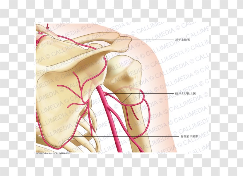 Shoulder Thumb Posterior Humeral Circumflex Artery Coronal Plane - Watercolor - Arm Transparent PNG