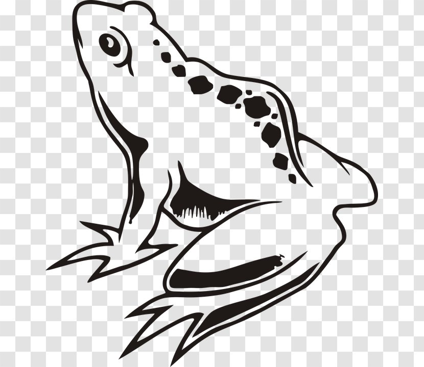 Frog Image Drawing Clip Art Vector Graphics - Monochrome Photography - Green Transparent PNG