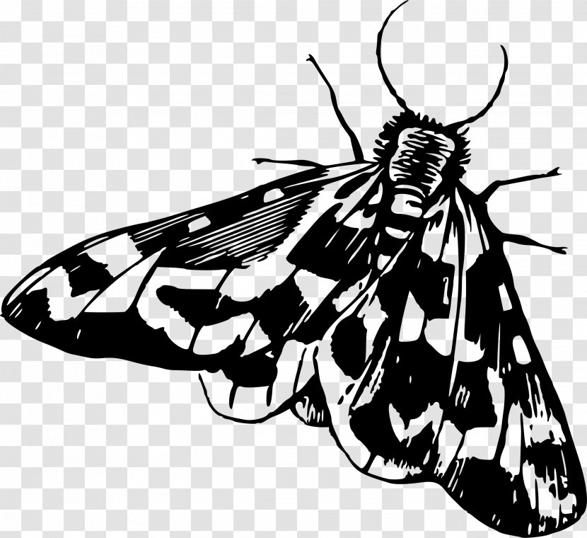 Insect Moth Clip Art - Brush Footed Butterfly Transparent PNG