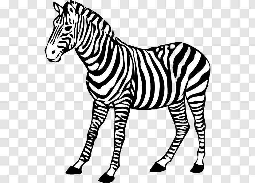 Zebra Drawing Clip Art - Quagga - Background Clipart Transparent PNG