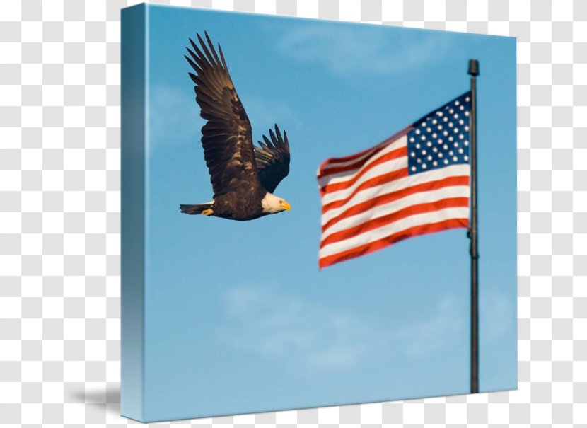 Bald Eagle Flag Of The United States Court - Veterans Transparent PNG