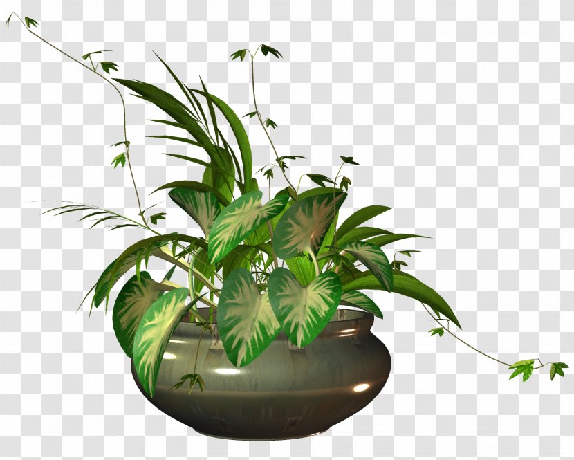 Flowerpot Houseplant - Ornamental Plant Transparent PNG