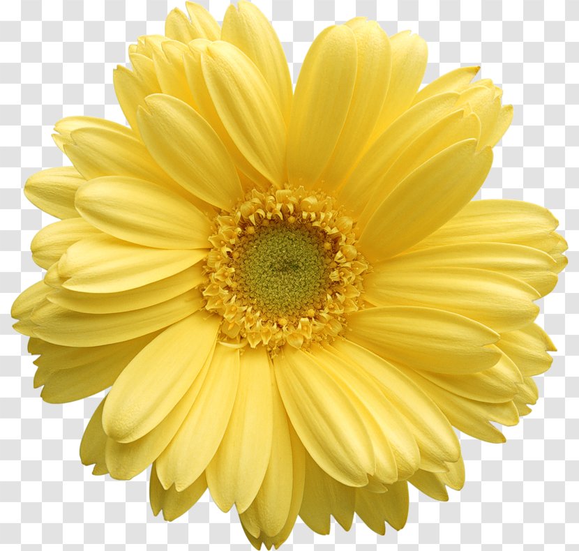 Flower Yellow Stock Photography Clip Art - Marguerite Daisy - Gerber Clipart Transparent PNG