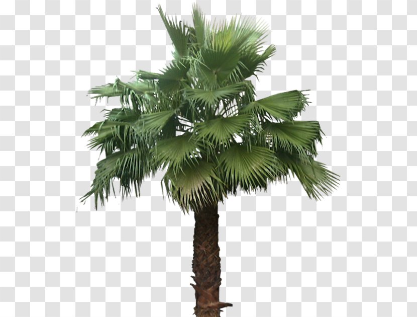 Asian Palmyra Palm Mexican Fan Arecaceae Babassu Tree - Areca Transparent PNG