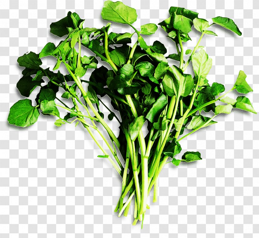 Plant Vegetable Leaf Flower Herb - Choy Sum Arugula Transparent PNG