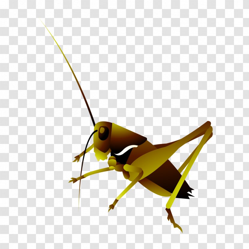 Grasshopper Insect Locust - Arthropod - Hand-painted Pattern Insects Transparent PNG
