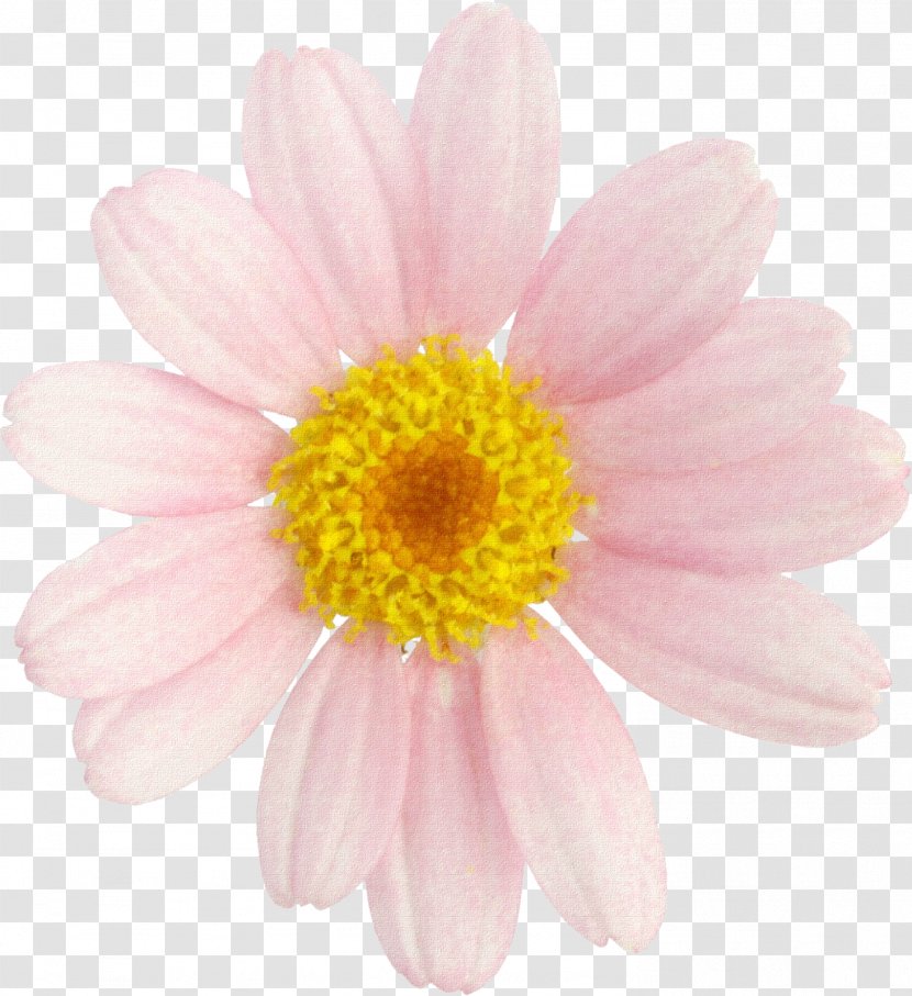 Male Testosterone Marguerite Daisy Chrysanthemum Cut Flowers - Petal - Margarita Transparent PNG