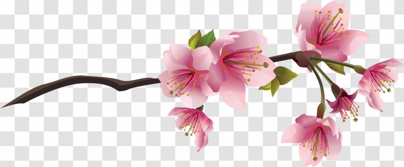 Cherry Blossom Drawing Clip Art Transparent PNG