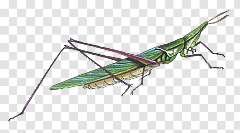 Locust Grasshopper Bush Crickets Caelifera Insect Transparent PNG