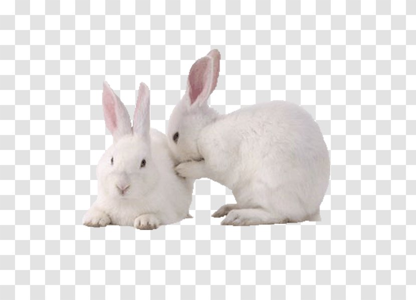 New Zealand White Rabbit Domestic European - Snout Transparent PNG