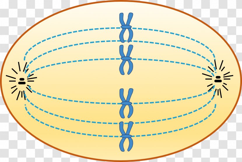 Prophase Chromosome Cell Cycle Interphase - Structure Transparent PNG