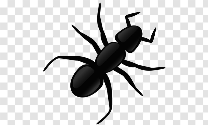 Ant Clip Art - Arthropod - Invertebrate Transparent PNG