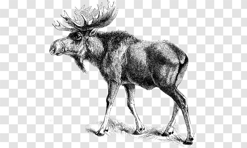 Moose Clip Art Elk Image - Loyal Order Of - Animals With Antlers Northwest America Transparent PNG