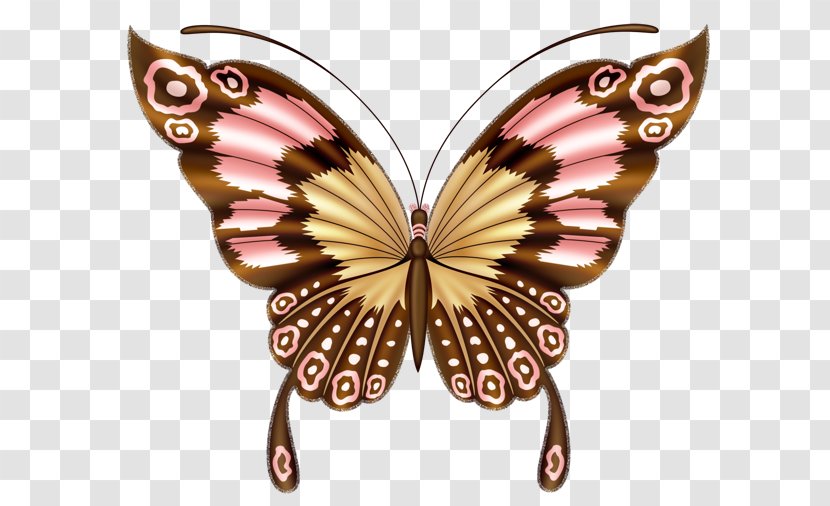 Butterfly Clip Art Image Drawing Transparent PNG
