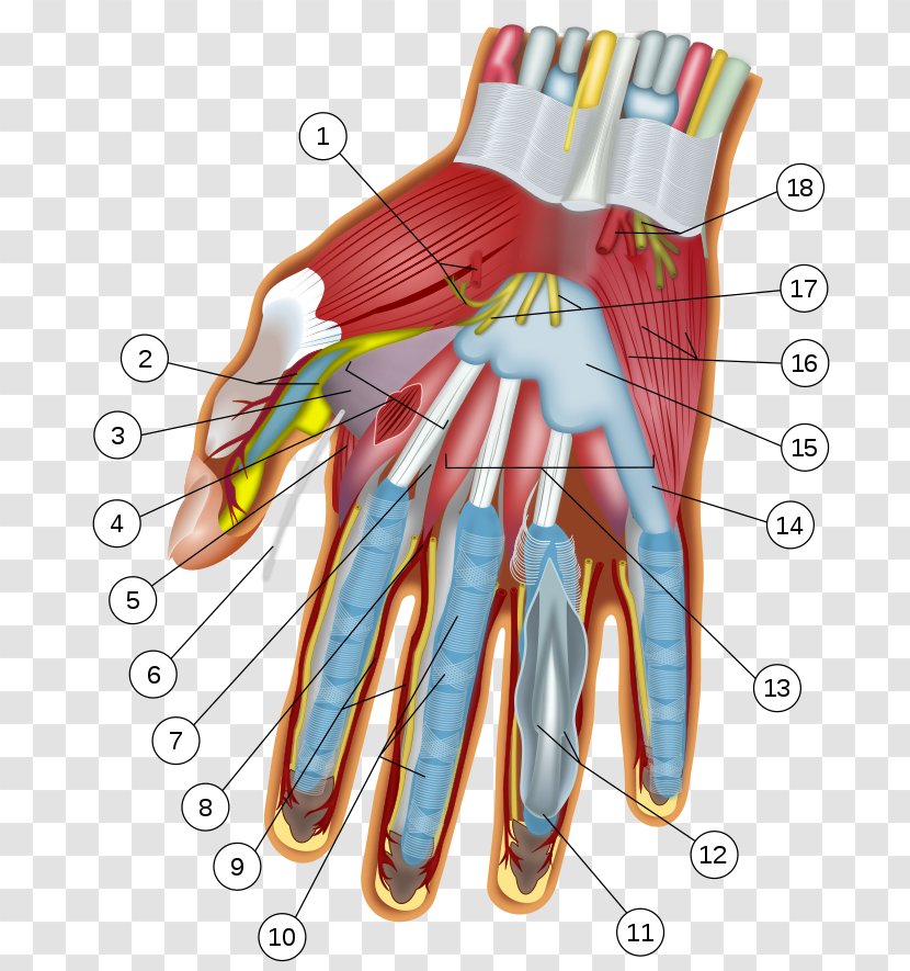 Wrist Hand Carpal Bones Tunnel Anatomy - Glove - Palmar Dissection Transparent PNG