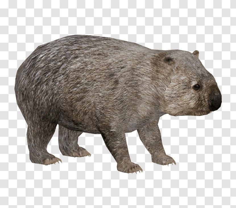 Common Wombat Australia Panthera Leo Spelaea - Terrestrial Animal - Guinea Pig Transparent PNG