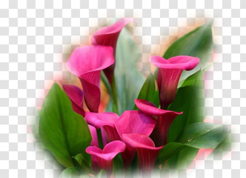 Calla Lily Bog Arum Flower Plants Titan - Arums Transparent PNG