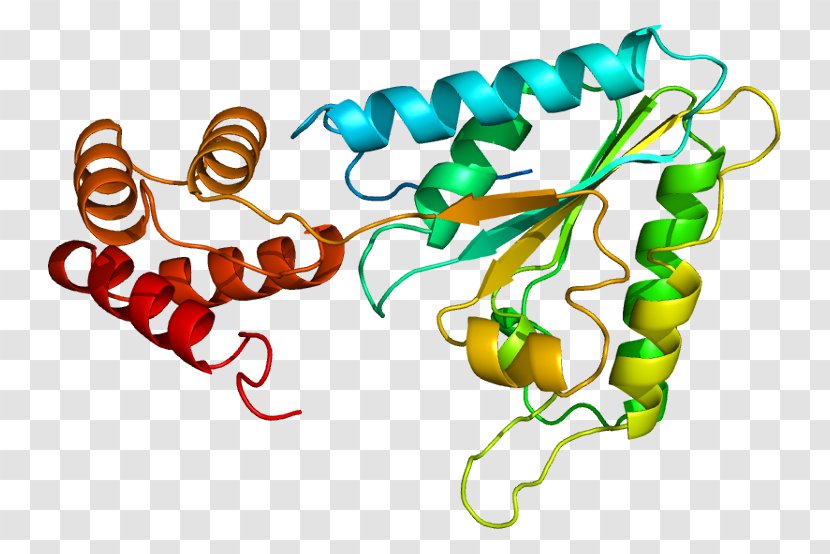 N-ethylmaleimide Sensitive Fusion Protein SNARE - Cartoon - Frame Transparent PNG