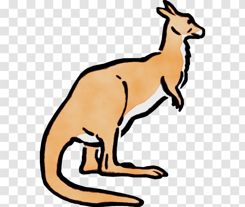 Macropods Red Fox Kangaroo Marsupials Tail Transparent PNG