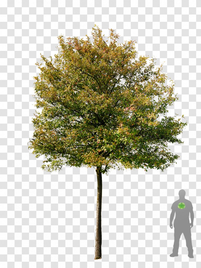 Tree Acer Campestre Amelanchier Lamarckii Plant Arborea - Oak - Layout Transparent PNG