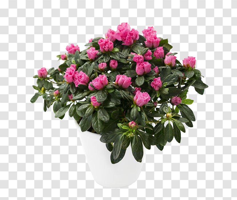 Garden Roses Cabbage Rose Floribunda Cut Flowers Flower Bouquet - Pink Family Transparent PNG