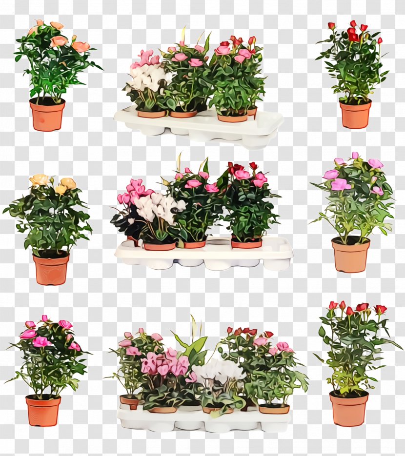 Flower Flowerpot Plant Flowering Houseplant - Impatiens - Geranium Azalea Transparent PNG