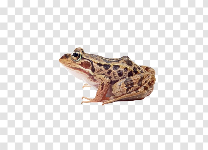 Frog Stock Photography Stock.xchng Amphibians Illustration - Royaltyfree - Amphibian Silhouette Transparent PNG