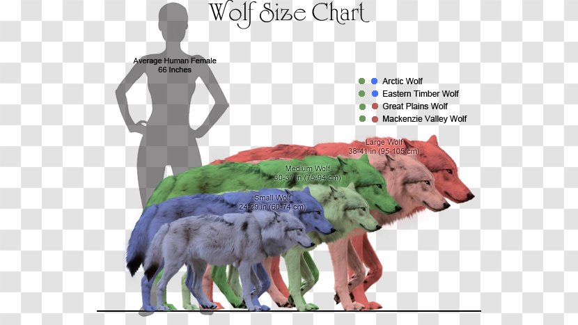 Coyote Dog Dire Wolf Northwestern Canidae - Like Mammal - Size Chart Transparent PNG