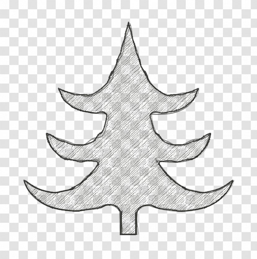Celebration Icon Christmas Decorate - Plant - Plane Colorado Spruce Transparent PNG
