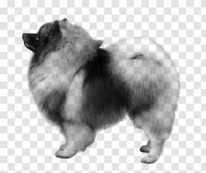 German Spitz Mittel Klein Keeshond Pomeranian Volpino - Dog Breed - Monochrome Photography Transparent PNG