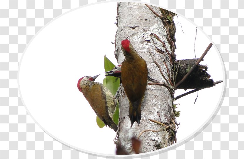 Woodpecker Parrot Fauna Beak Transparent PNG