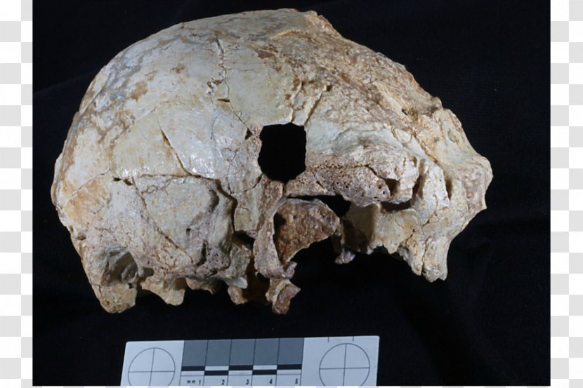 Neandertal Cave Of Aroeira Homo Sapiens Skull Middle Pleistocene - Science - Archaeologist Transparent PNG
