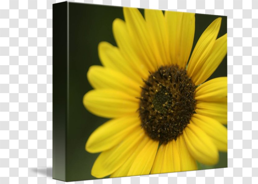 Sunflower M - Flower - 3D Transparent PNG