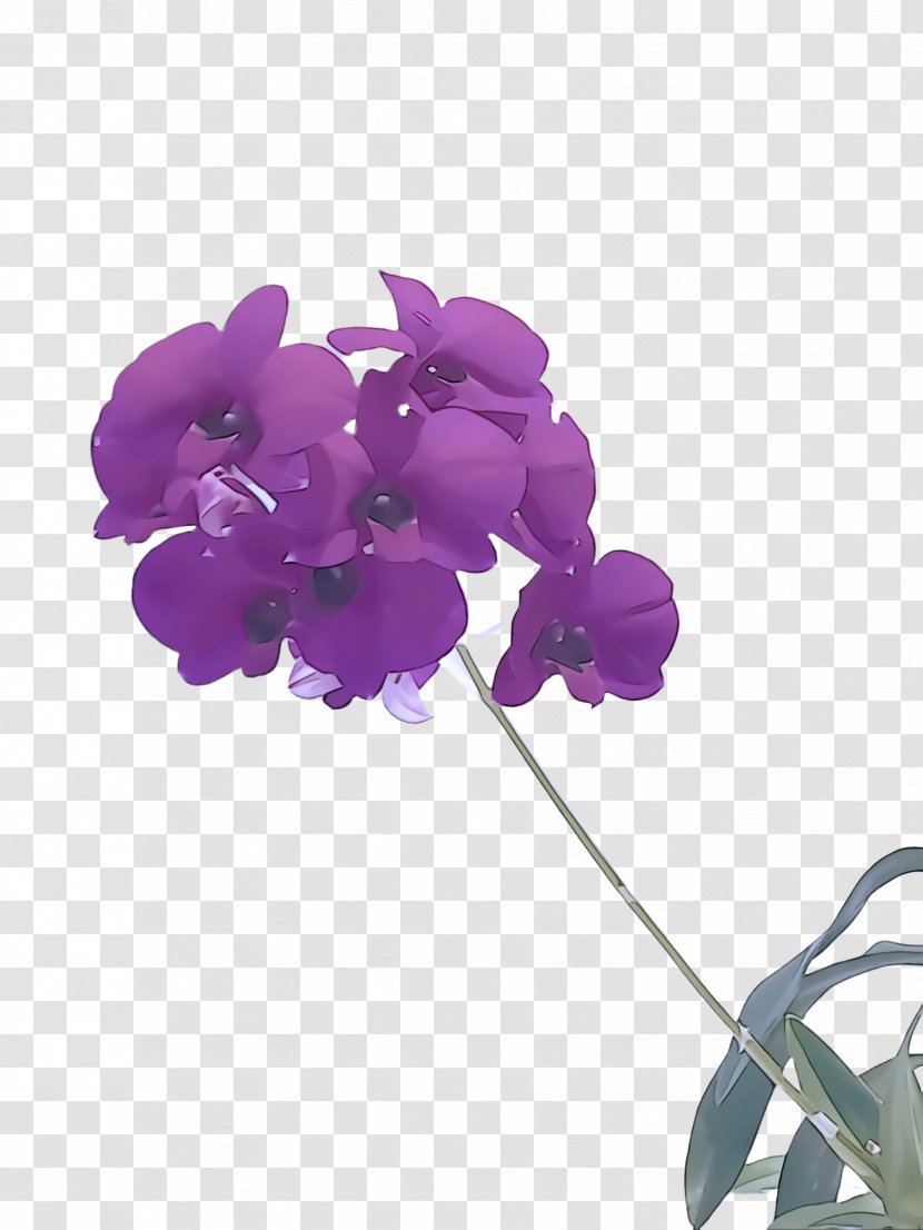 Violet Flower Purple Petal Plant - Orchid Sweet Pea Transparent PNG