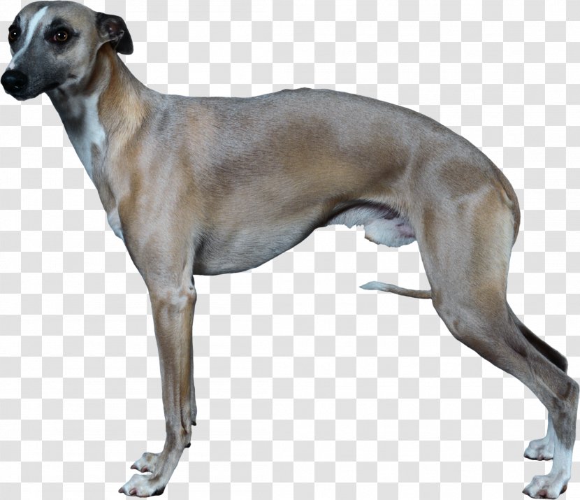 Italian Greyhound Whippet Longdog German Shepherd - Dog Sports - Bone Transparent PNG