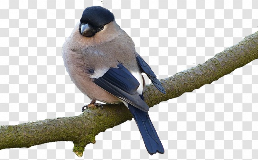 Eurasian Bullfinch Bird European Goldfinch - Tree Transparent PNG