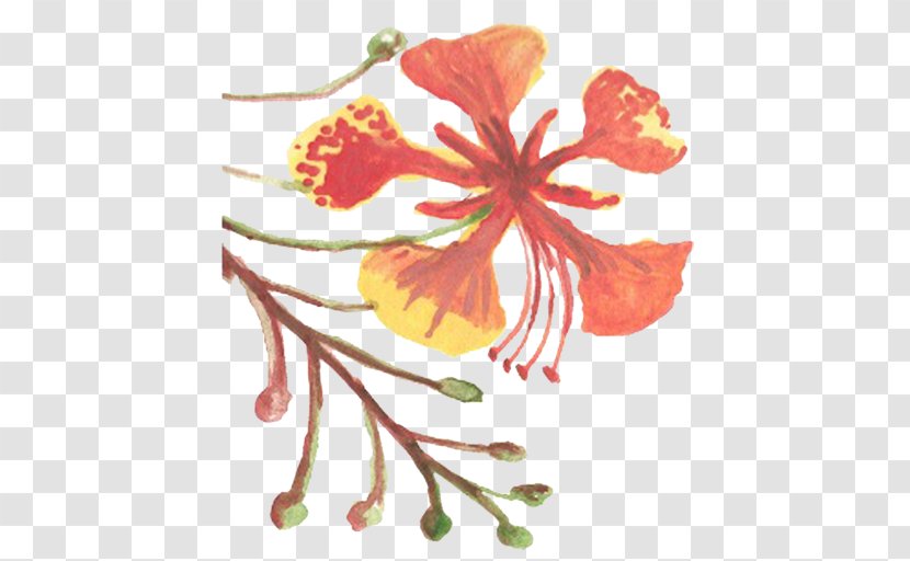 Flower Hibiscus Floral Design Mallows Plant - Stem - Watercolour Splash Transparent PNG